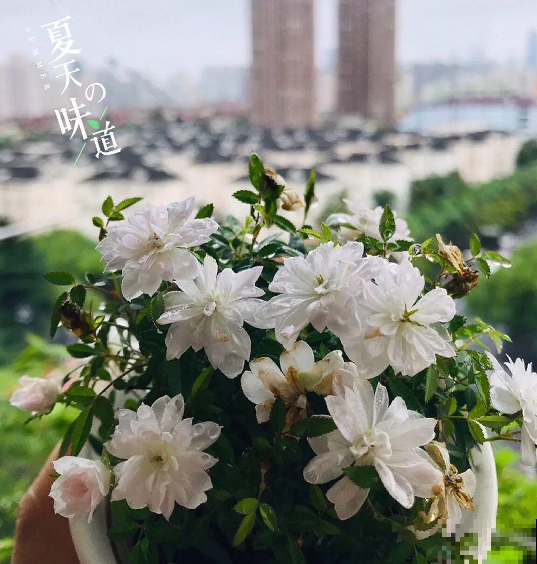 这花巴掌大，盆越小越挤，长得越旺盛！