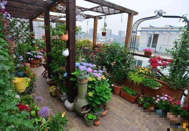露台上有这4种花，颜值高还省心，一年到头有花赏！