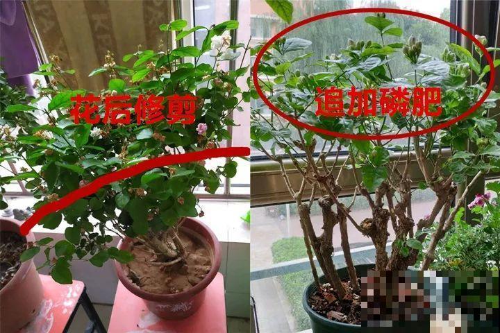 这10种花，年年收空盆，没点经验还真不敢养！