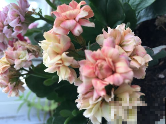 长寿花越养越瘦？立秋之后，就别再饿着人家了！