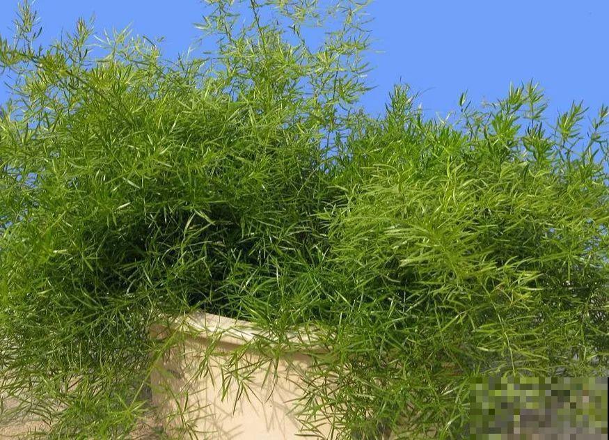 这5种花，剪根枝条就能长，半年收获一盆小豆豆！