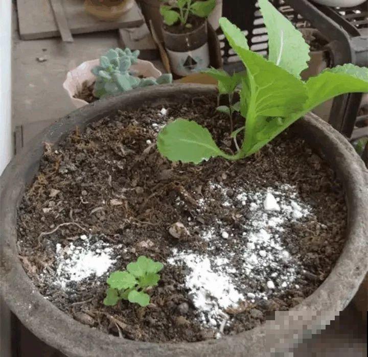 给花喷点它，蚂蚁蜗牛全杀死，家里再也不招虫！
