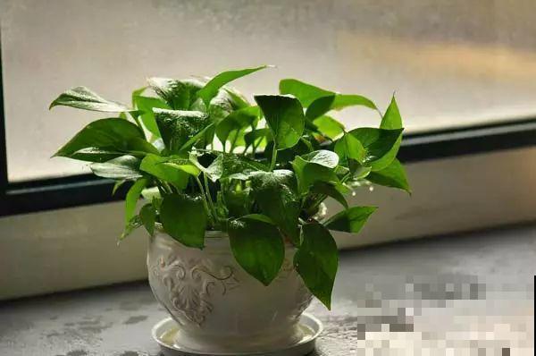 买花听到这4句话，掉头就走，不然坑的就是你！