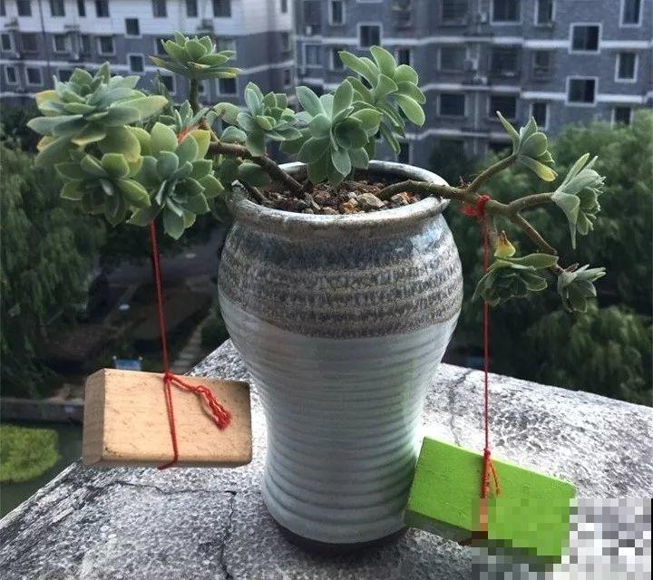 徒长的多肉，给它拴块砖头，养成老桩赚翻了！