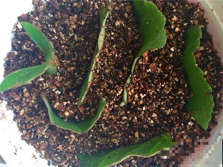 这花超耐阴，1片叶子扦插8盆，开起花来就没停过！