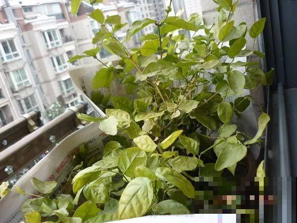 这花剪一茬开一茬，越晒花越多，整个夏天屋里都是香香的！