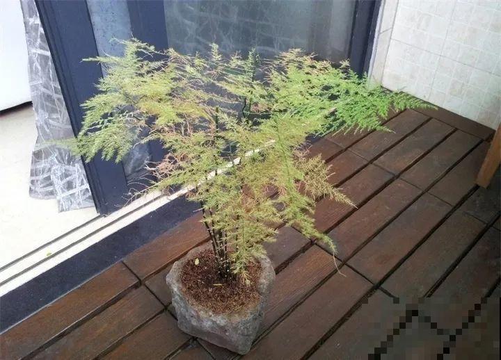 三伏后还有秋老虎，6种花不能乱晒，小心黄叶全死翘！