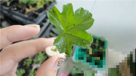 花钱买这花的真是亏大了，明明揪片叶就能长满家，立马退货去！