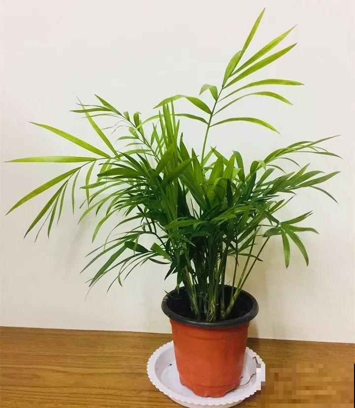 80种耐阴花，光线不好照样养的活，新手的救星！