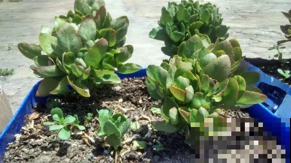 入秋就养这种花，剪一刀满头冒花苞，一开大半年！