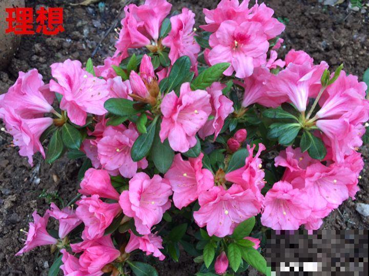 这10种花，年年收空盆，没点经验还真不敢养！