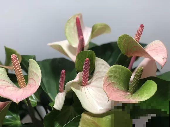 这花耐阴又吉祥，一片叶子巴掌大，比绿萝耐看多了！