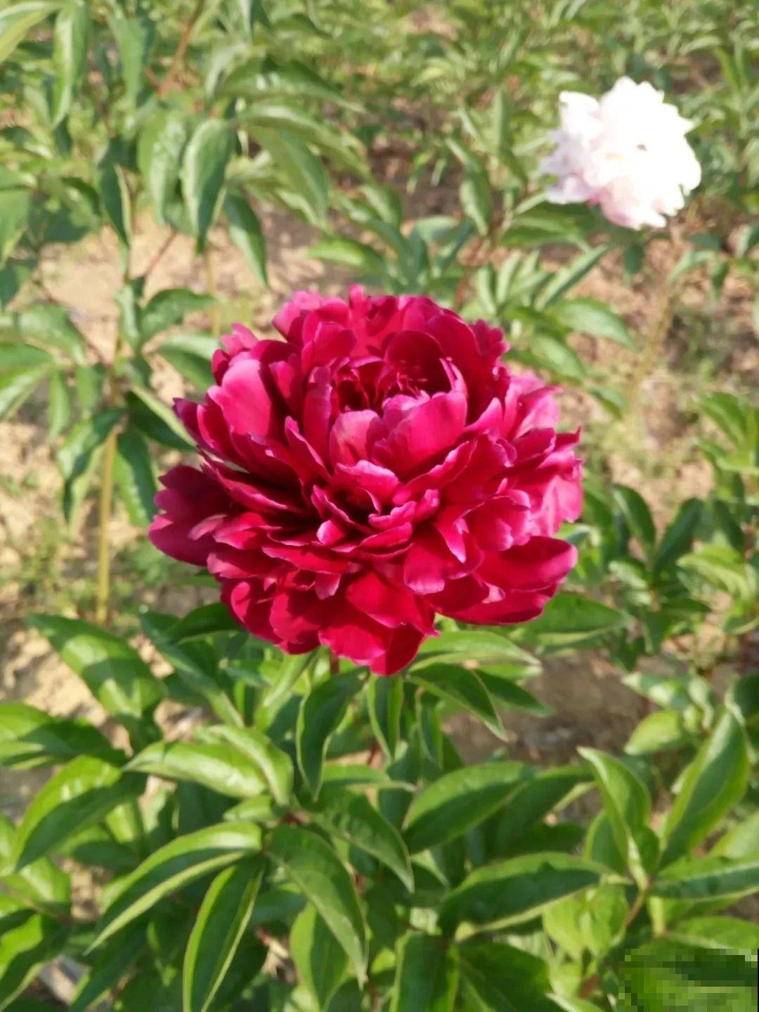 这种吉祥富贵花，秋天都要抢着养，错过再等一年！