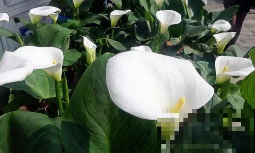 这花就得多喝水，1天1瓢水，轻轻松松养爆盆！