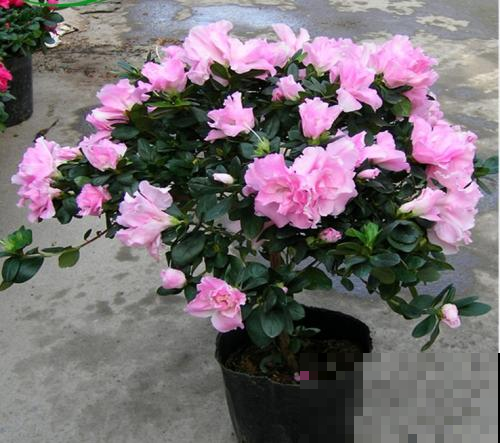 这花是公认的难养，夏天不注意，烂根黄叶统统找上门！