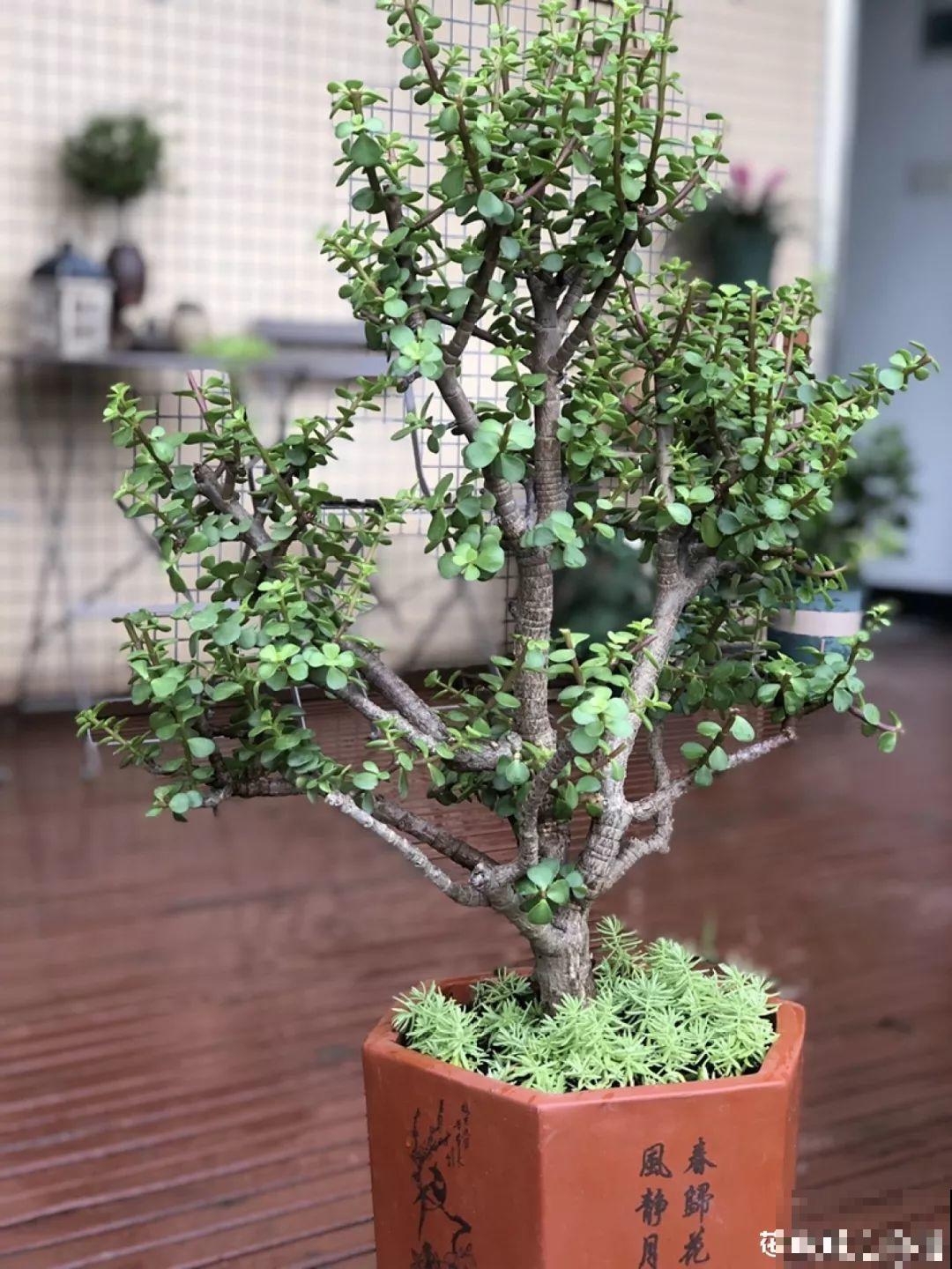 30种常见花的夏季浇水方法，告别烂根黄叶，养花无忧！