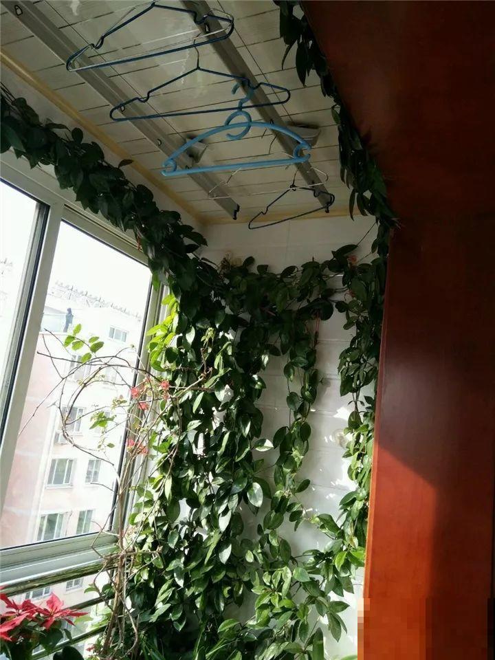 这花从春天到秋天，一茬接一茬，养在阳台美成一道风景线！