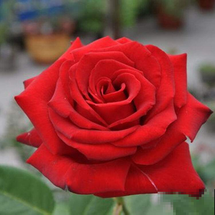 过节并非要送玫瑰，这几种颜色多还实惠，表达爱意才是主要的！
