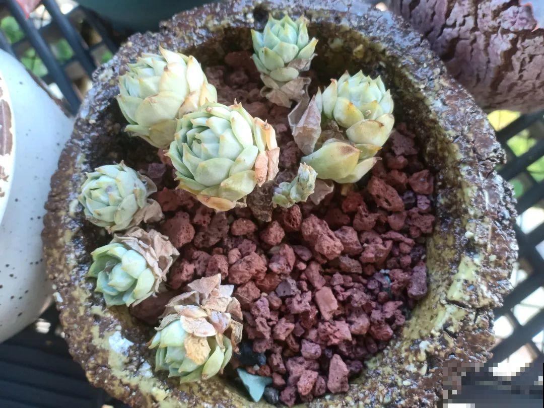 这5种多肉最难养，夏天还没过完就挂，新手慎入！