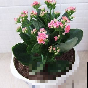 长寿花不用买，这两种扦插方法，省钱省事，新手只管放心操作！