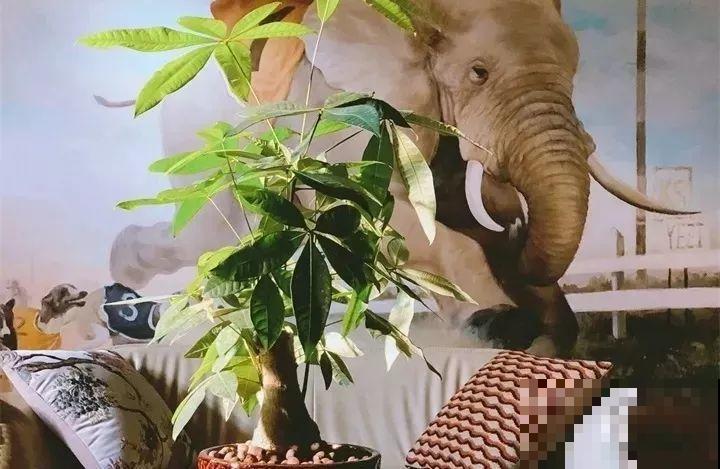 80种耐阴花，光线不好照样养的活，新手的救星！