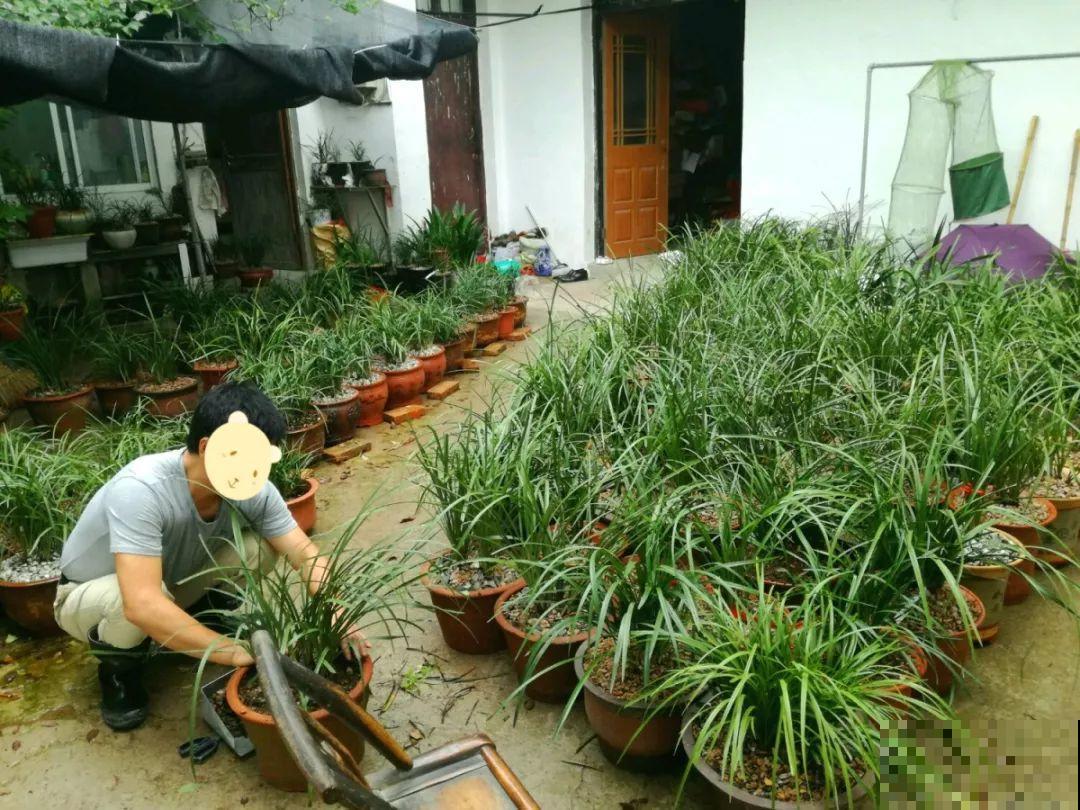 50多盆名贵兰花，一夜被盗，气人的偷花贼！