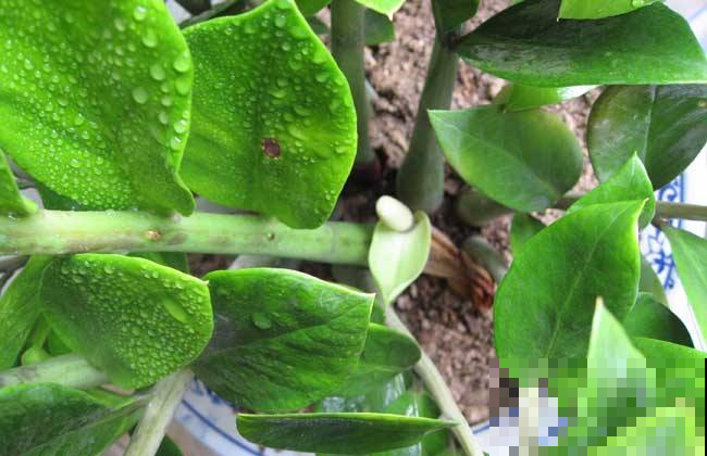 这2种花，夏天不休眠，呼呼蹿个，剪下来还能扦插！