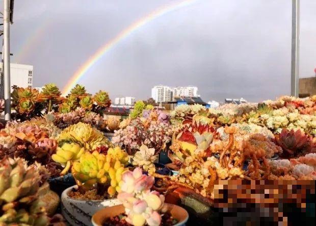 前有暴雨、后有台风，多肉泡水还有救不？