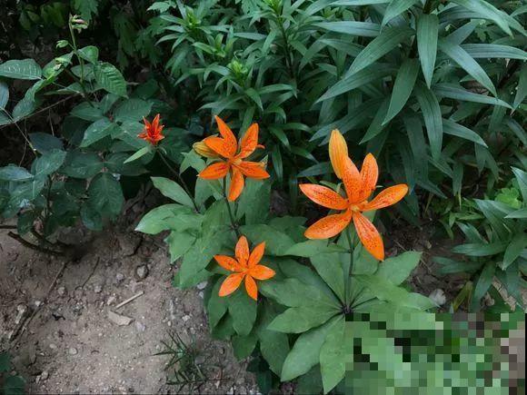 这12种野花，可是植物界的大熊猫，都受法律保护，可别采！
