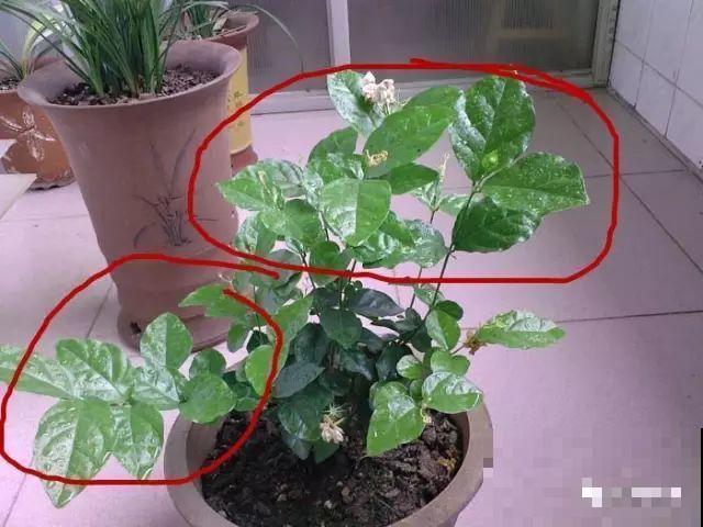 这花剪一茬开一茬，越晒花越多，整个夏天屋里都是香香的！