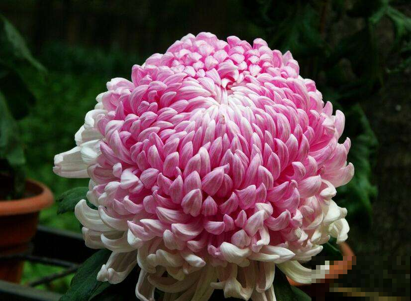 菊花咋突然黄叶一大片？要是不赶紧做这事，秋天别想赏菊！