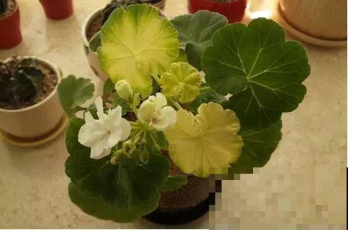 谁说这花夏必死？剪一刀添点土，立秋呼呼长新叶！