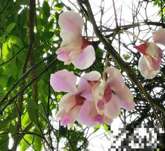 这么贵的花，路边扔了一大堆，丢人也要捡！