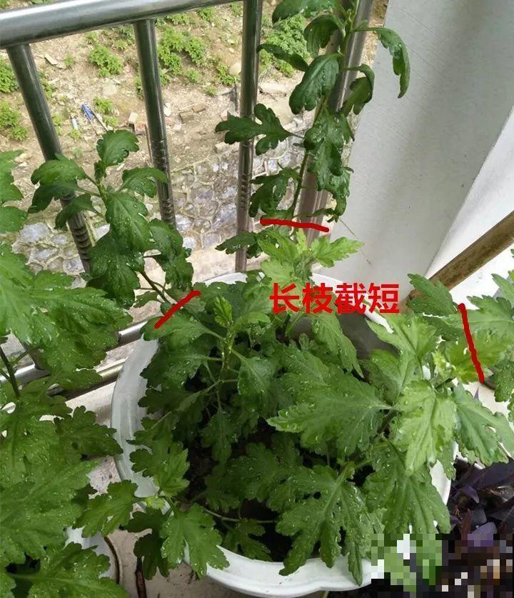 8月养花，头等大事就是修剪，剪的及时，明年坐等爆花！
