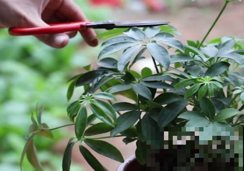养花太温柔可不行，就要时不时掐它打它，才能长成爆盆的大胖子！