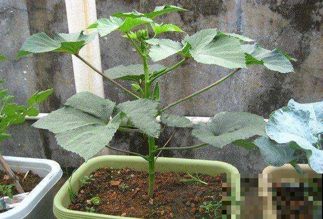 这么种植秋葵，叶子呼呼长，关键还能一茬接一茬的摘！