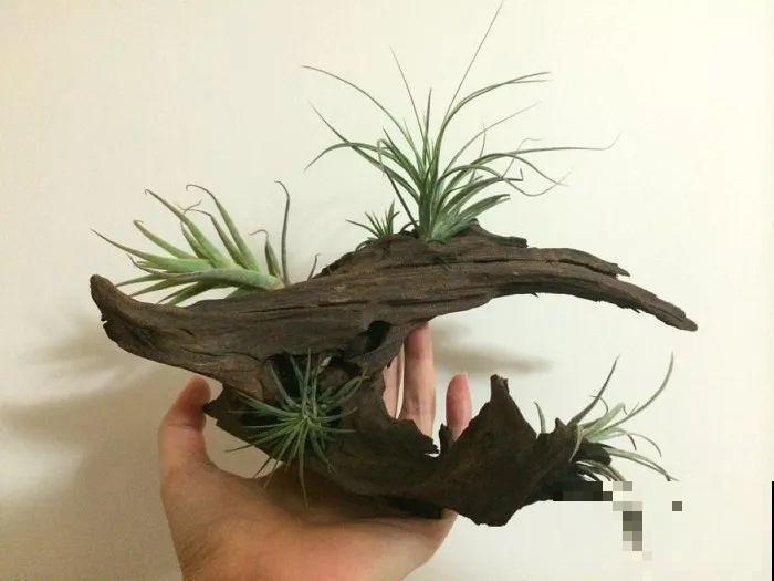 这花不用种土里，隔三差五喷点水，能活20年！
