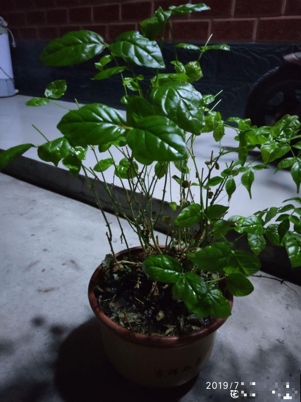 这花就得穷养，塞进小盆，少浇水，越长越旺
