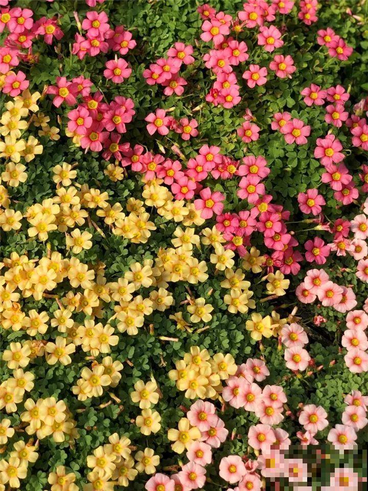 防盗窗上养这花，1个月开成花海，邻居都看花眼！