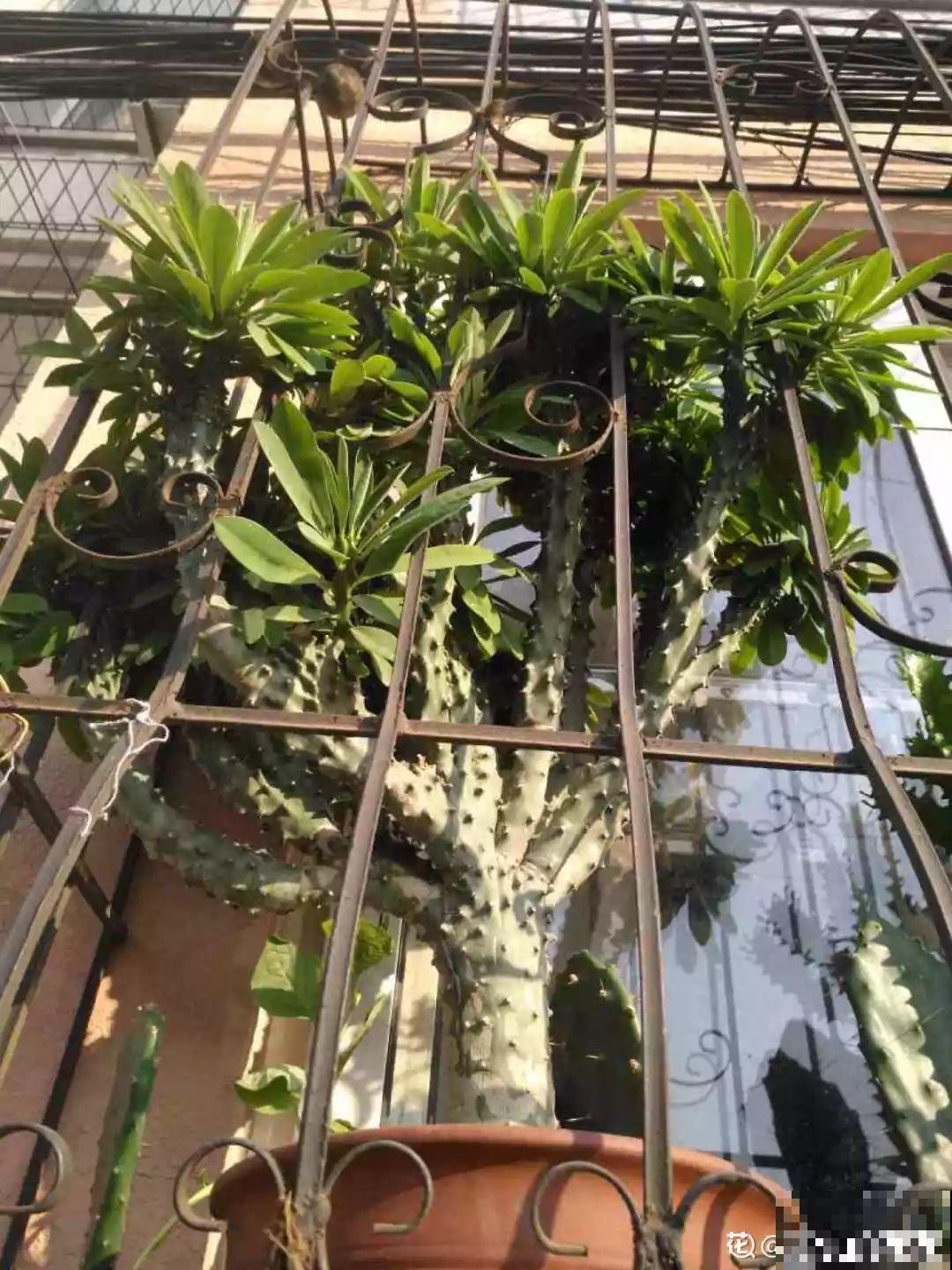 防盗窗边养放它，霸气又护家，养起来比绿萝还省事！