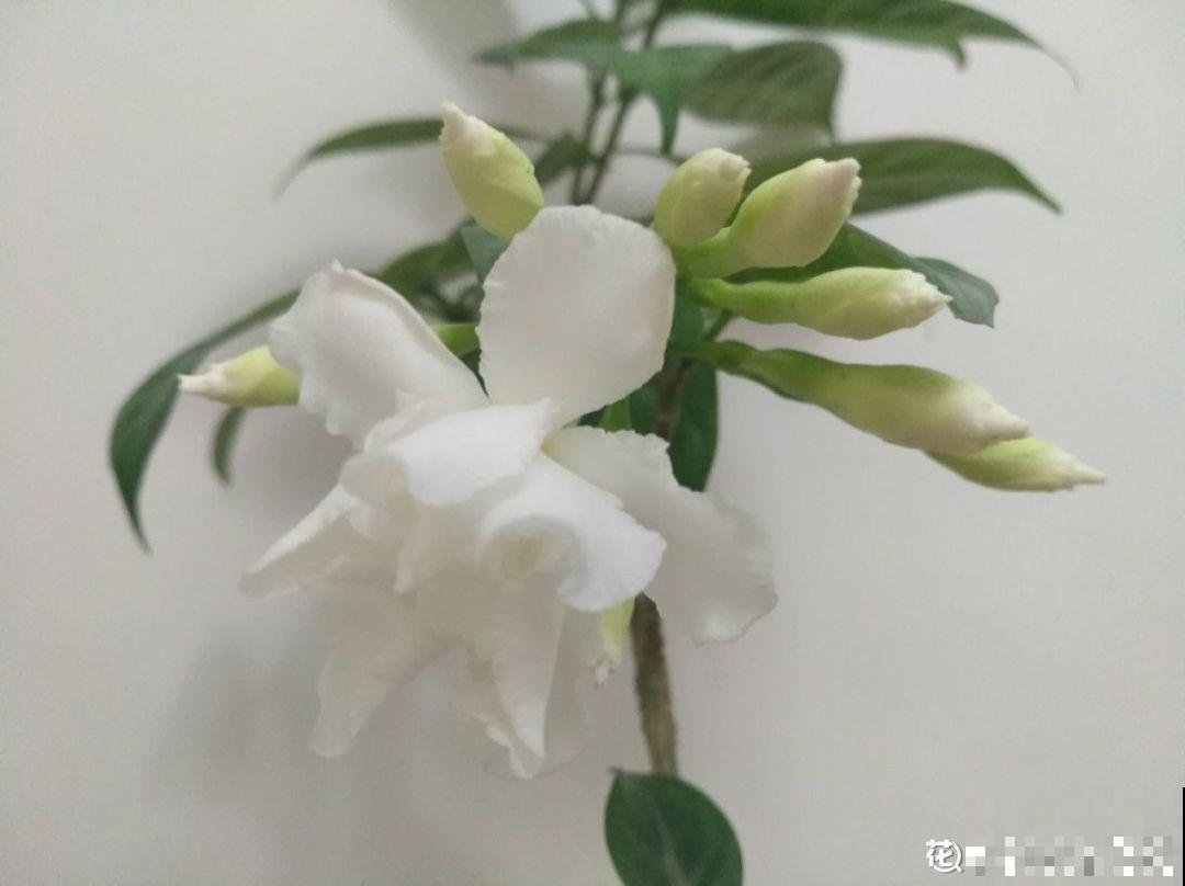 这花就是活香水，养一盆摆客厅，清新又杀菌！