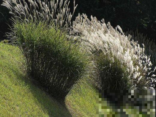 他家里不养花专养草，摆满一阳台比花还好看，原来有这秘密！