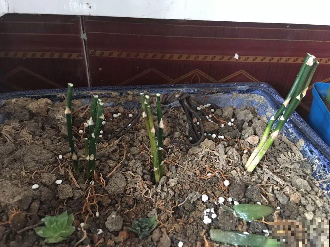 4种花现在赶紧剪，剃光头撸光叶，越狠越爆盆！
