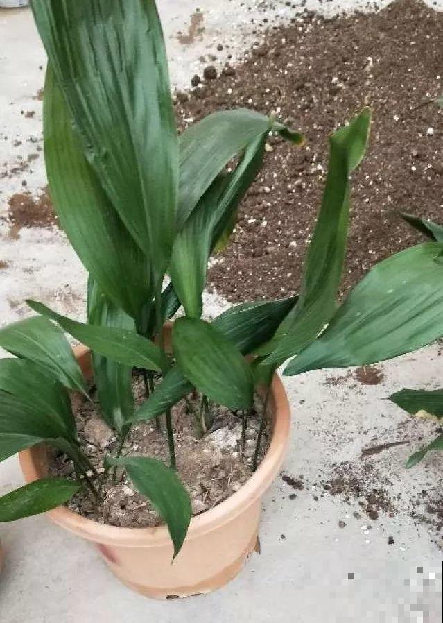 这花根比萝卜粗，别随便剪，小心3天死翘翘！