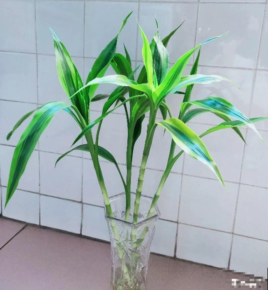 这花寓意极好，十块钱一捆，插水里就能活！