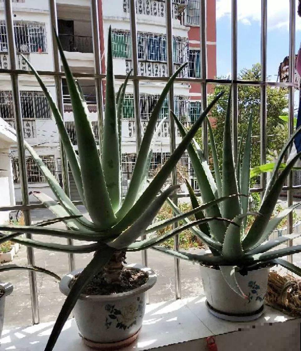 这5种花最怕冷，一降温就容易死，再不管只剩盆！