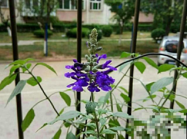 秋天公园里面常见的花，看一眼就爱上，不如自己在家养一盆！