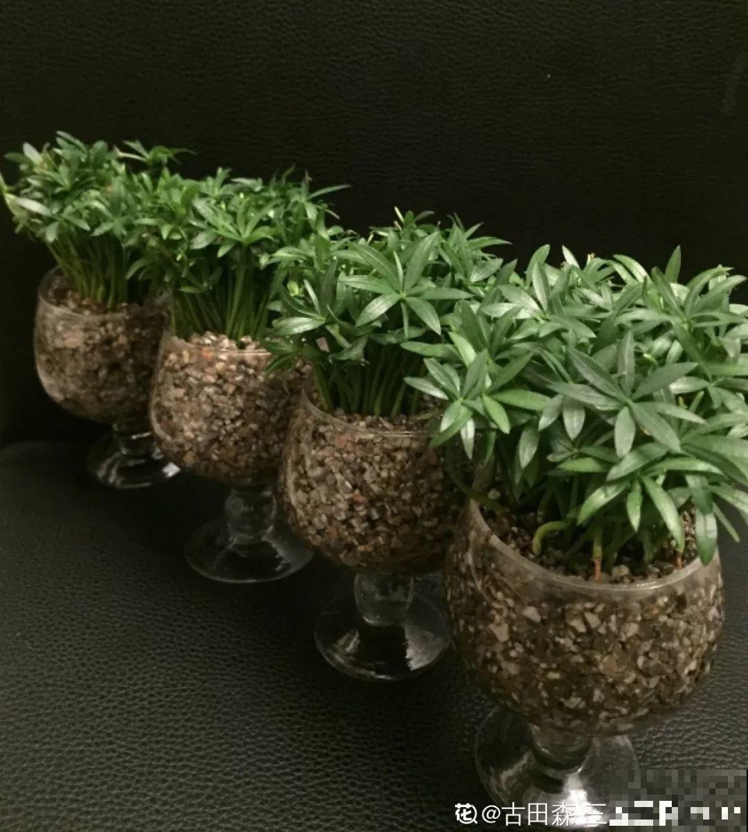路边银杏摘个果，回家一处理，变成阳台小盆栽！