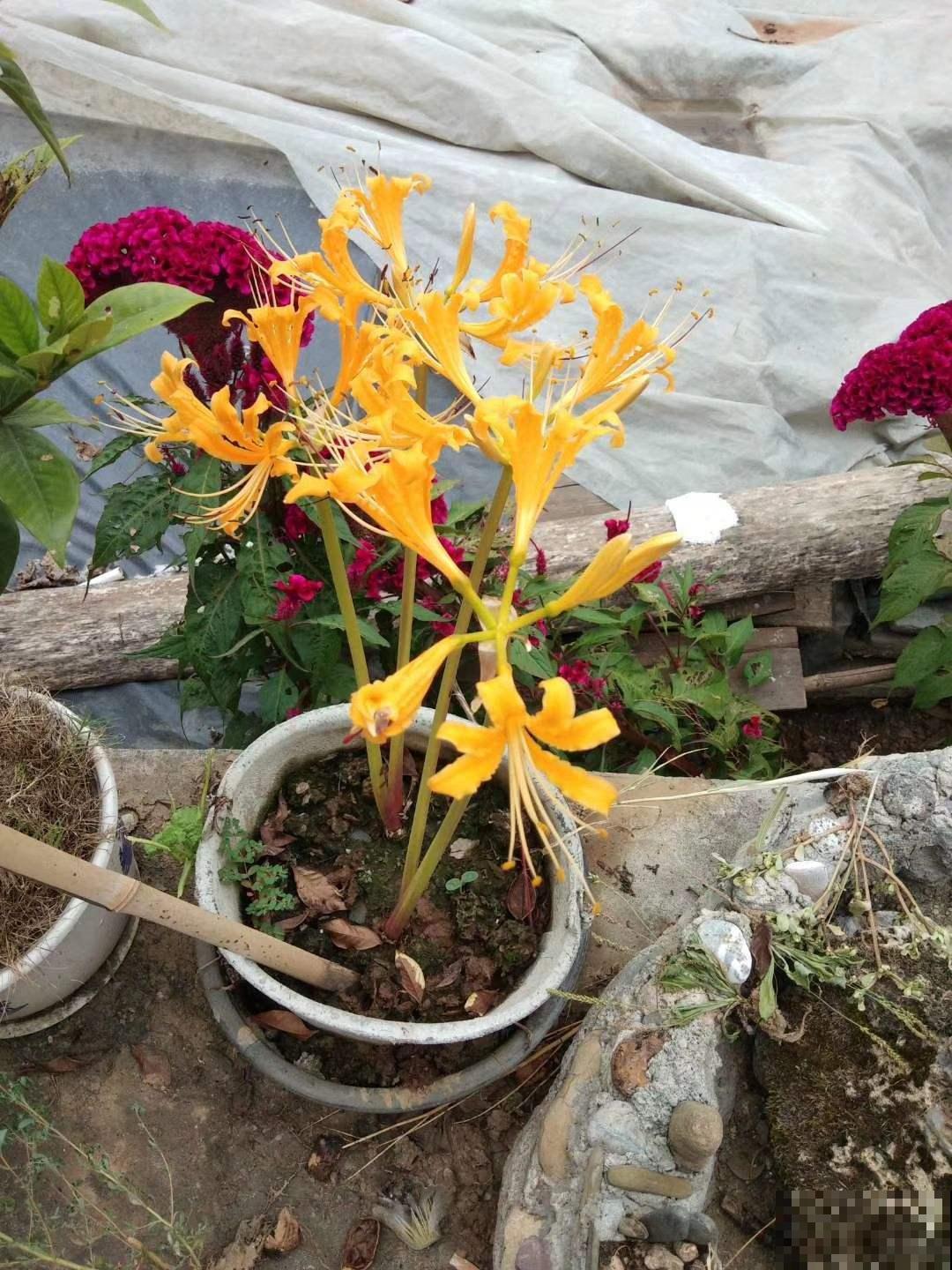 这花名字独特，秋天赏完金黄大花，满地的种子任你捡！