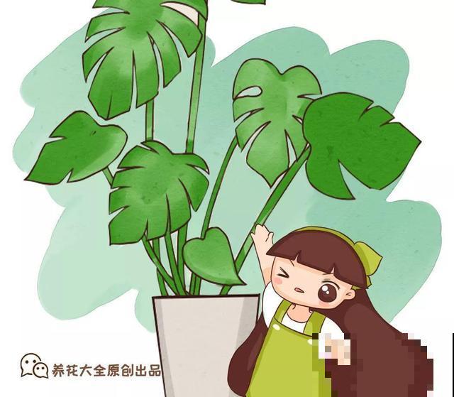 这花杆子比胳膊粗，砍一段就生根，1个月变老桩